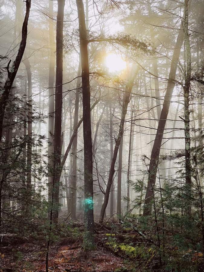 Cabin exterior among Catskills trees at Lofty Cabin